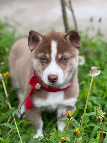 Husky  - Imagen 3