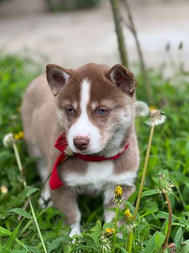 Husky  - Imagen 3