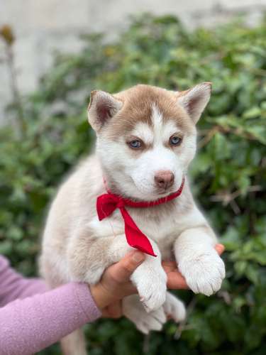 Husky 