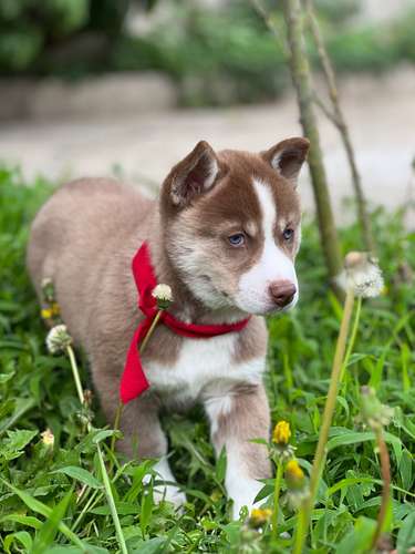 Husky  - Imagen 4