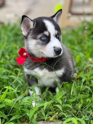 Husky  - Imagen 6