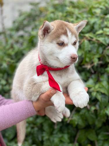 Husky  - Imagen 2