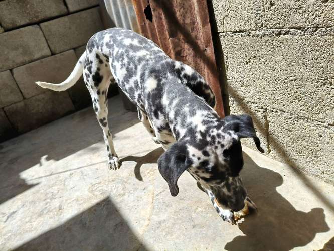 PERRITA DALMATA