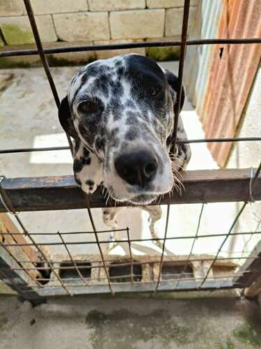 PERRITA DALMATA