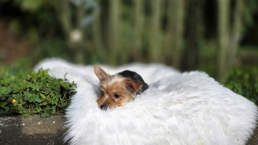 Linda Yorkshire Hembra - Imagen 5