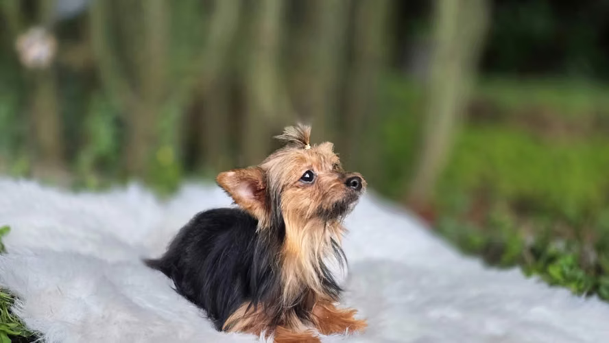 Linda Yorkie miniatura