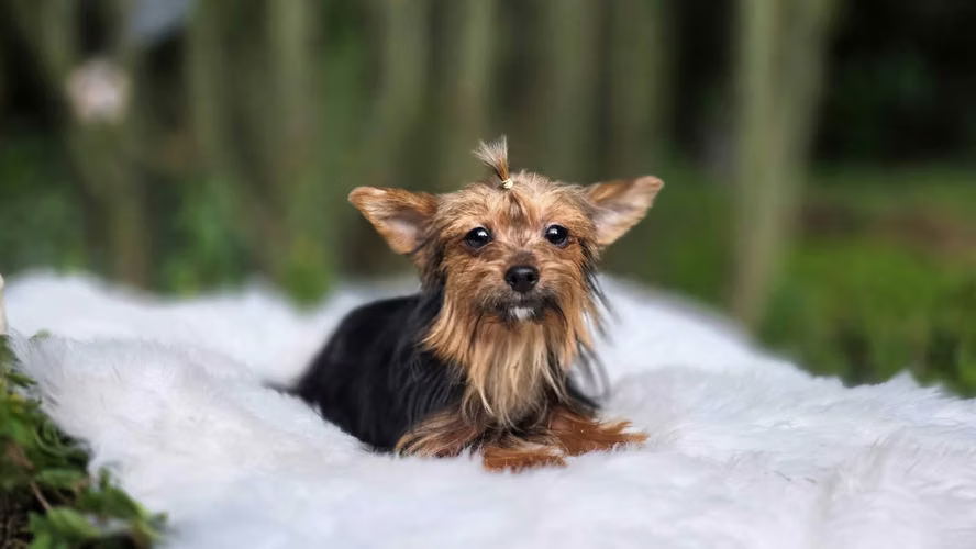 Linda Yorkie miniatura - Imagen 3