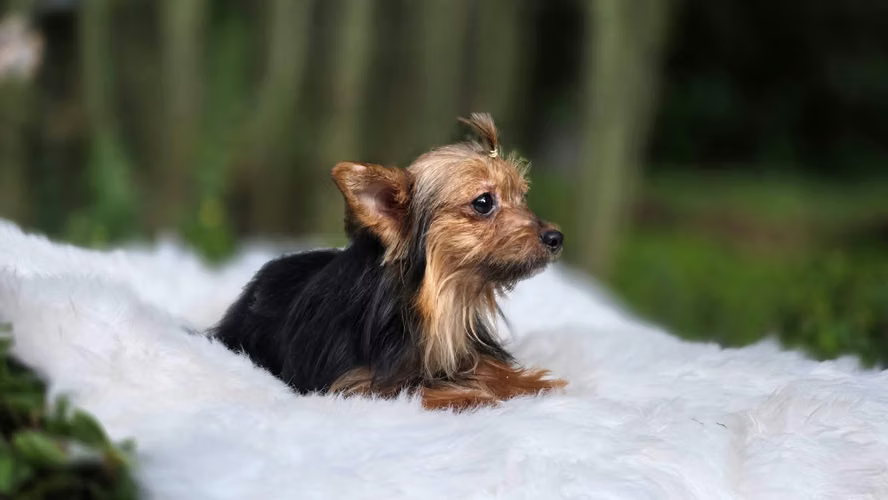 Linda Yorkie miniatura - Imagen 4