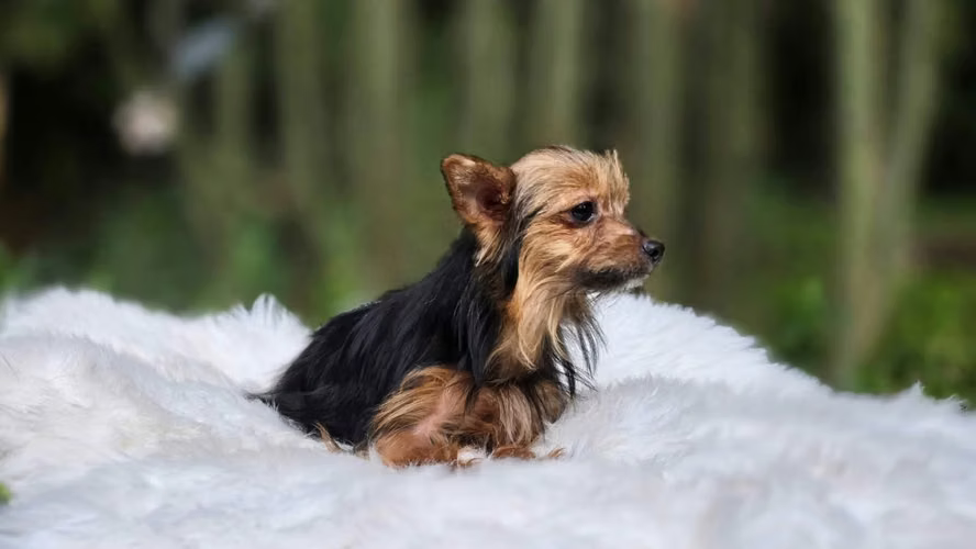 Linda Yorkie miniatura - Imagen 2