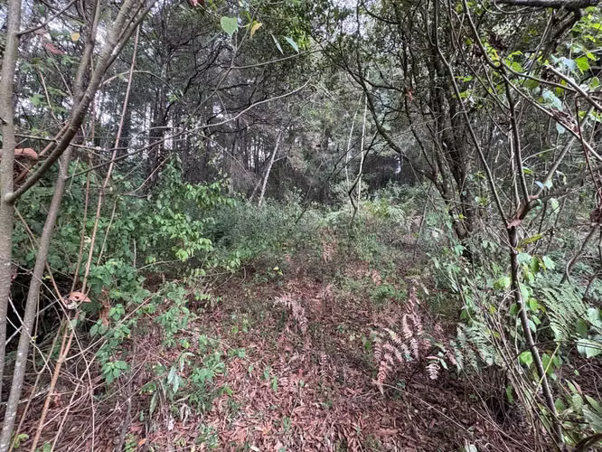 Terreno en Km 16 Carretera a El Salvador - Imagen 6
