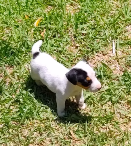 JACK RUSSELL TERRIER  - Imagen 6