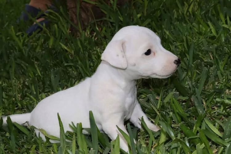 JACK RUSSELL TERRIER  - Imagen 2