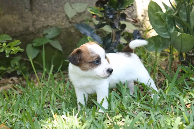 JACK RUSSELL TERRIER  - Imagen 4
