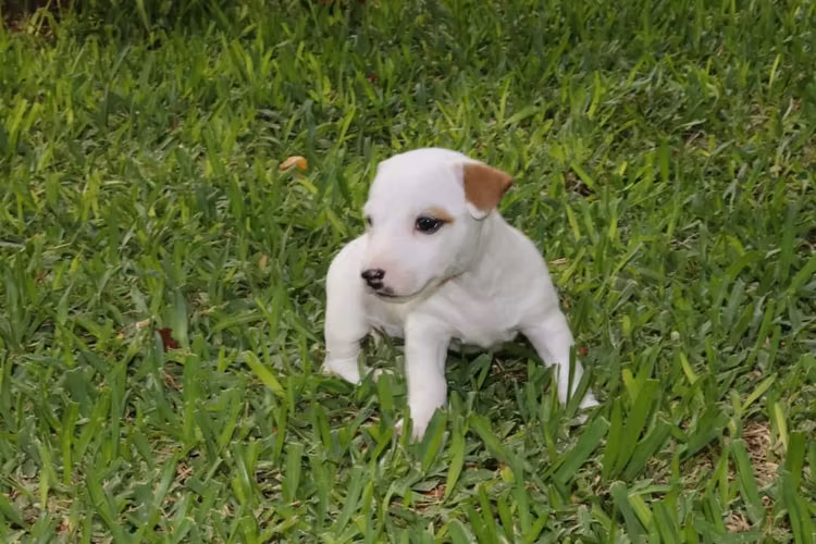 JACK RUSSELL TERRIER  - Imagen 1