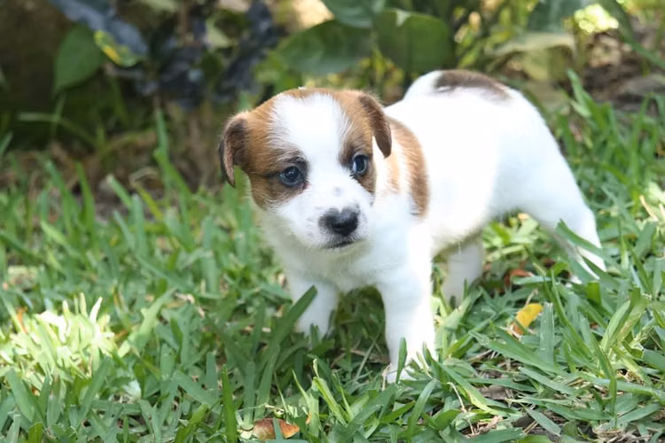 JACK RUSSELL TERRIER  - Imagen 5