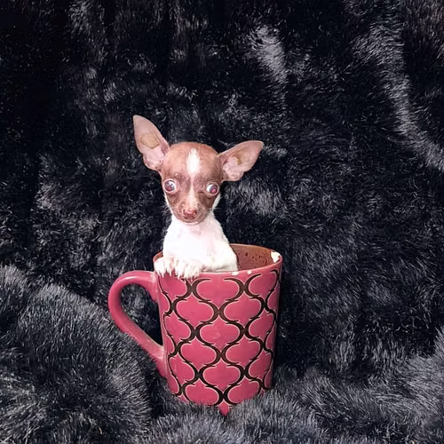 Chihuahua de bolsillo  - Imagen 2