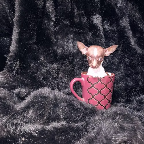 Chihuahua de bolsillo  - Imagen 3