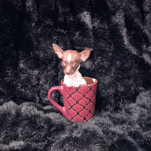 Chihuahua de bolsillo  - Imagen 4