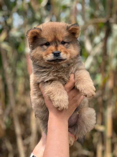 Chow Chow  - Imagen 4
