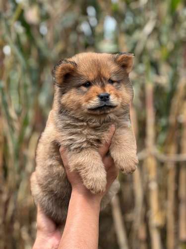 Chow Chow  - Imagen 6