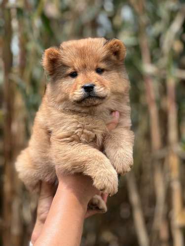 Chow Chow  - Imagen 2