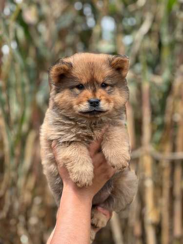 Chow Chow  - Imagen 5