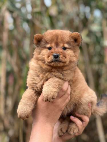 Chow Chow 