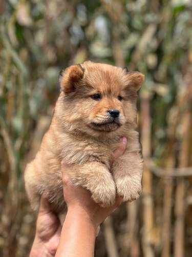 Chow Chow  - Imagen 3