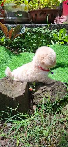 FRENCH POODLE MINITOY  - Imagen 2