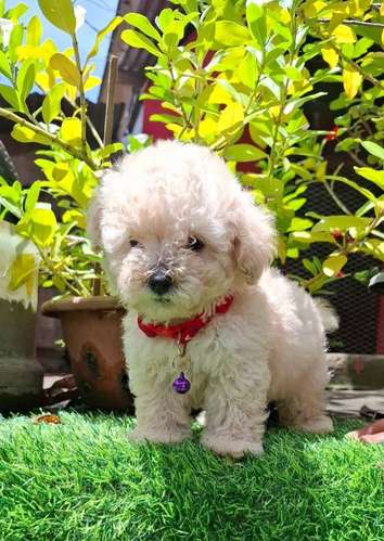 FRENCH POODLE MINITOY 
