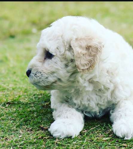 FRENCH POODLE MINITOY - Imagen 3