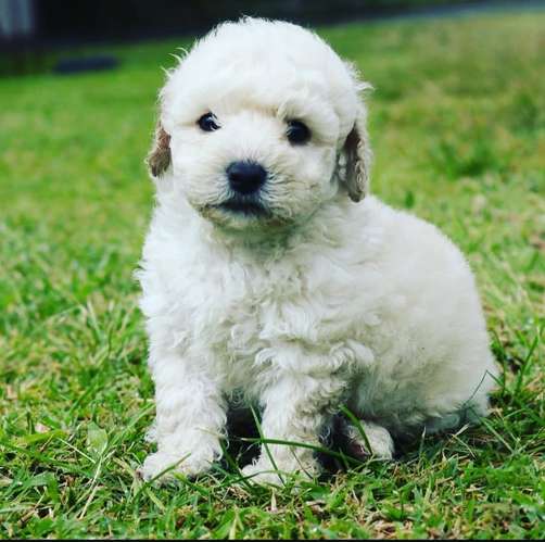 FRENCH POODLE MINITOY - Imagen 4