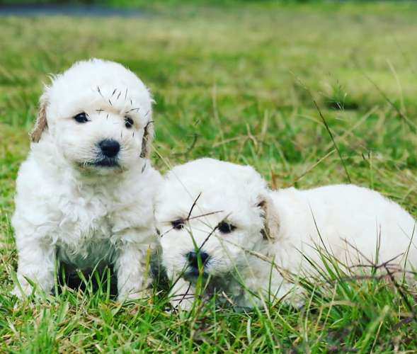 FRENCH POODLE MINITOY - Imagen 2