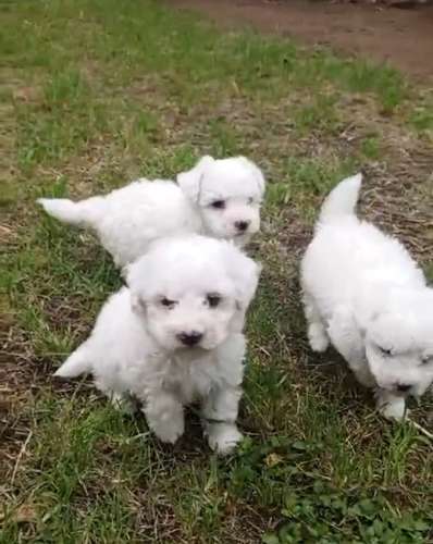 FRENCH POODLE MINITOY - Imagen 5