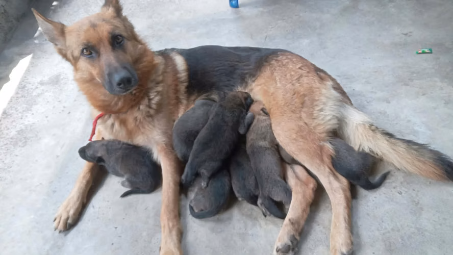 Vendo bonitos perros  RAZA PASTOR ALEMANoriginales 