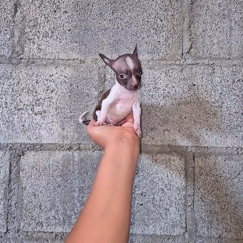 Chihuahua de bolsillo  - Imagen 3