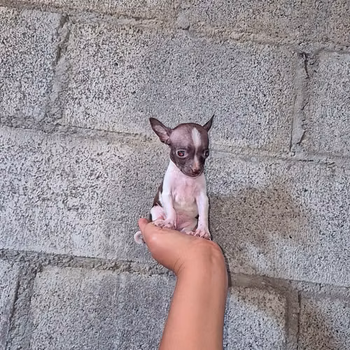 Chihuahua de bolsillo 