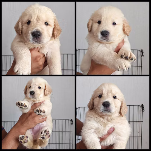 Cachorros Golden Retriever  - Imagen 9