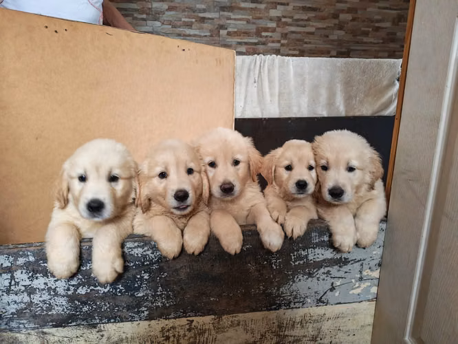 Cachorros Golden Retriever  - Imagen 4