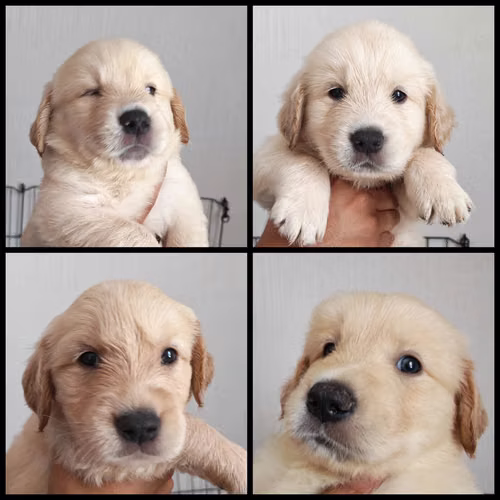 Cachorros Golden Retriever  - Imagen 15