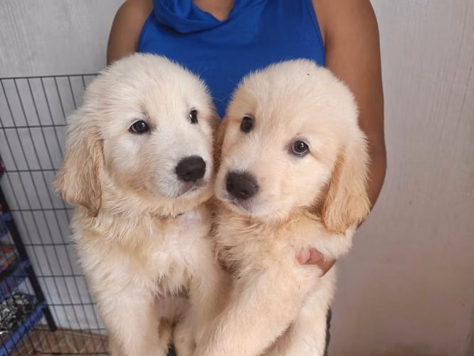 Cachorros Golden Retriever  - Imagen 10