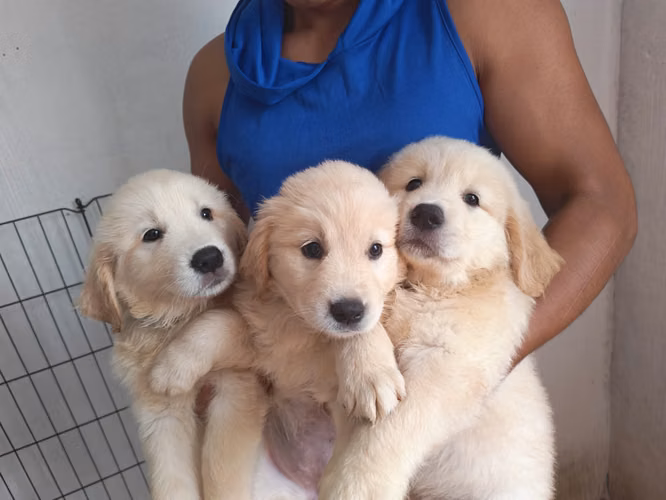 Cachorros Golden Retriever  - Imagen 7
