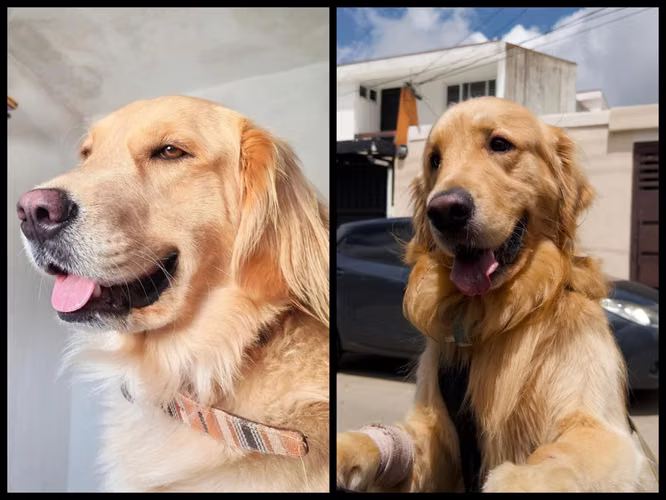 Cachorros Golden Retriever  - Imagen 2