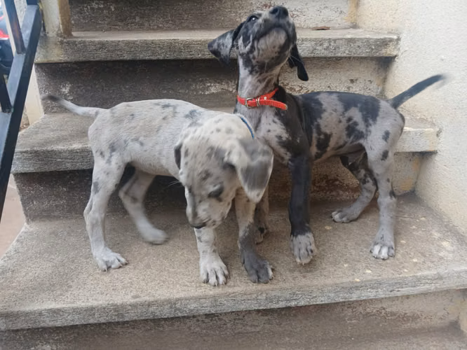 Cachorros Gran Danés  - Imagen 2
