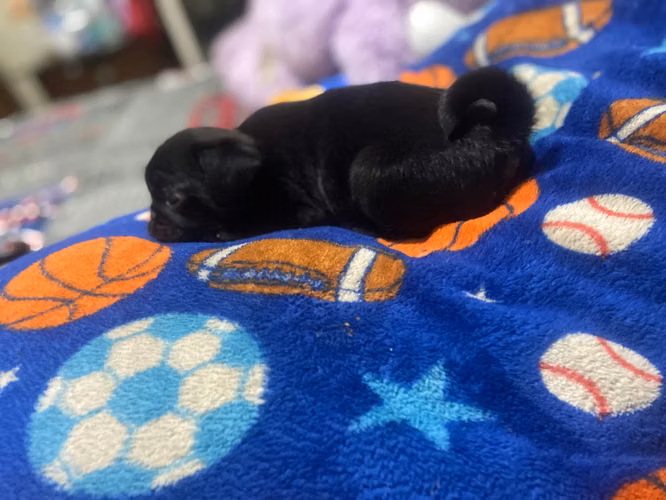 Pug de 2 meses  - Imagen 4