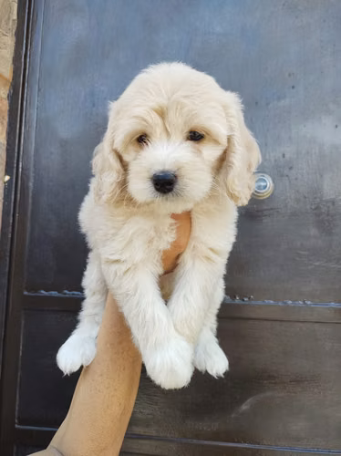 Ultimas Cockapoo 2026
