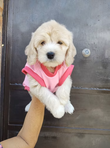 Ultimas Cockapoo 2026 - Imagen 2