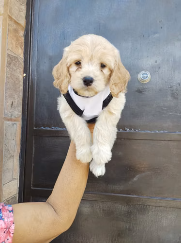 Hermosísima Cachorra Cockapoooo - Imagen 2