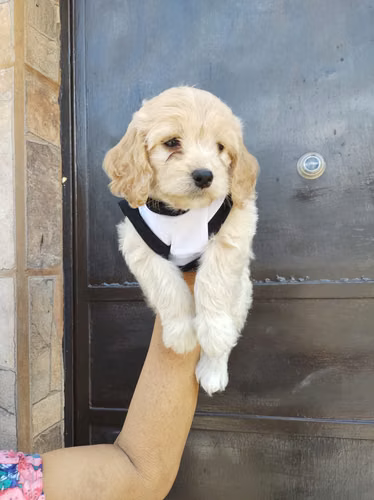 Hermosísima Cachorra Cockapoooo