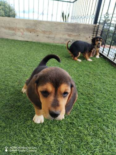 Lindos bebes beagles